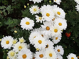 墜花,菊花,鮮花
