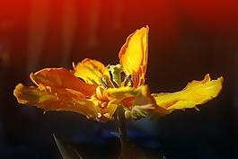 花,廠,花園
