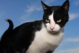 貓咪,貓,動物