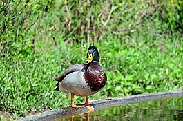 鴨,動物,水禽