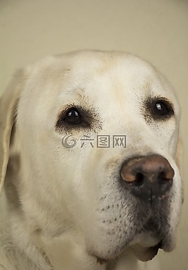 狗,獵犬,動物