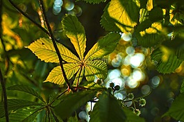 枝杈,葉,葉子