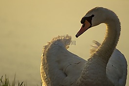 马祖,波兰,天鹅