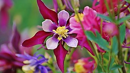花,ghazale,紫色