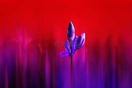 花,廠,抽象