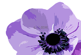 花,紫色,紫色花