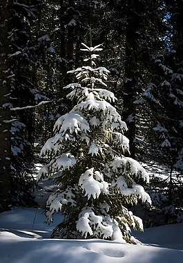 樹,圣誕樹,雪