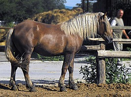 馬,mare,種馬