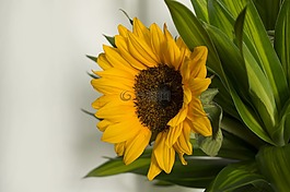 向日葵,太陽花,天性