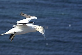 海鷗,飛,海岸