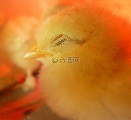 小雞,鳥,鳥類