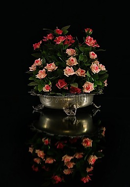 鮮花,羅莎,花瓣