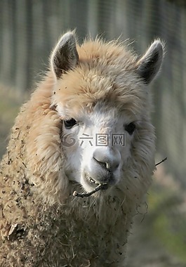 喇嘛,羊駝,動物