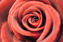 紅色,花瓣,玫瑰