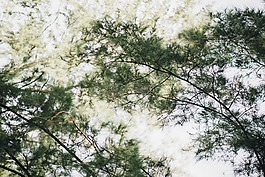 綠色,葉,樹