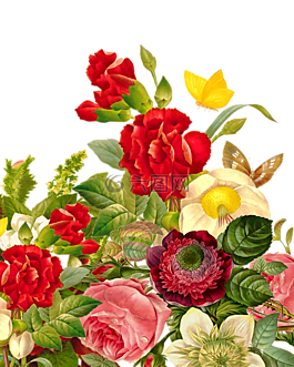 花花束,玫瑰,蝴蝶