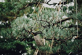 綠色,葉,樹