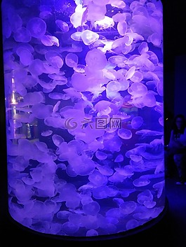 海蜇,水族館,動(dòng)物