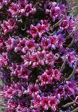 開(kāi)花,花,紫