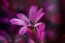 花,廠,花園