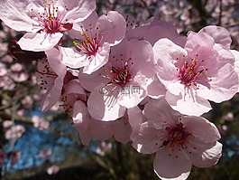 花,植物區(qū)系,自然