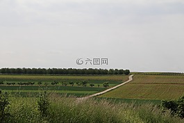 景觀,葡萄藤,性質(zhì)