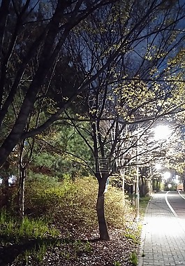 村,晚上,街