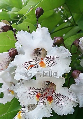 花卉,白花,美麗的花