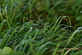 植物區(qū)系,草,葉