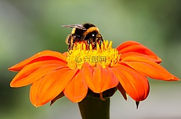 花,蜜蜂,橙色