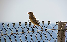 鳥(niǎo),籬笆,動(dòng)物