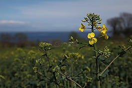 油菜,黃色,藍色