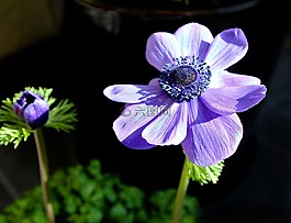 花,廠,性質(zhì)
