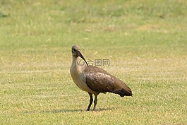 野生動物,動物,自然