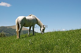 馬,性質(zhì),動物