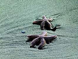 海星,沙,海滩