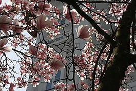 玉蘭,春天,開花