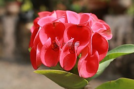 自然,花,植物區(qū)系