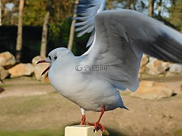 動物,海鷗,水禽