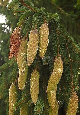 松球果,樹脂,針葉樹