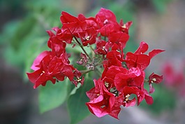 花,自然,植物區(qū)系