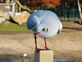 海鷗,水禽,鳥