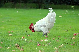 母雞,自然,蘋(píng)果