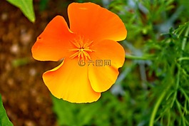罌粟,花,春