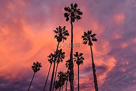 植物,树,棕榈