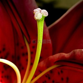 鳶尾花,雌蕊,紅色