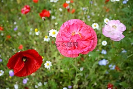 罌粟,花,春