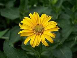 黃色,花,自然