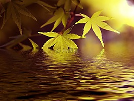 水,湖,楓葉