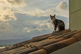貓,日落,屋頂
